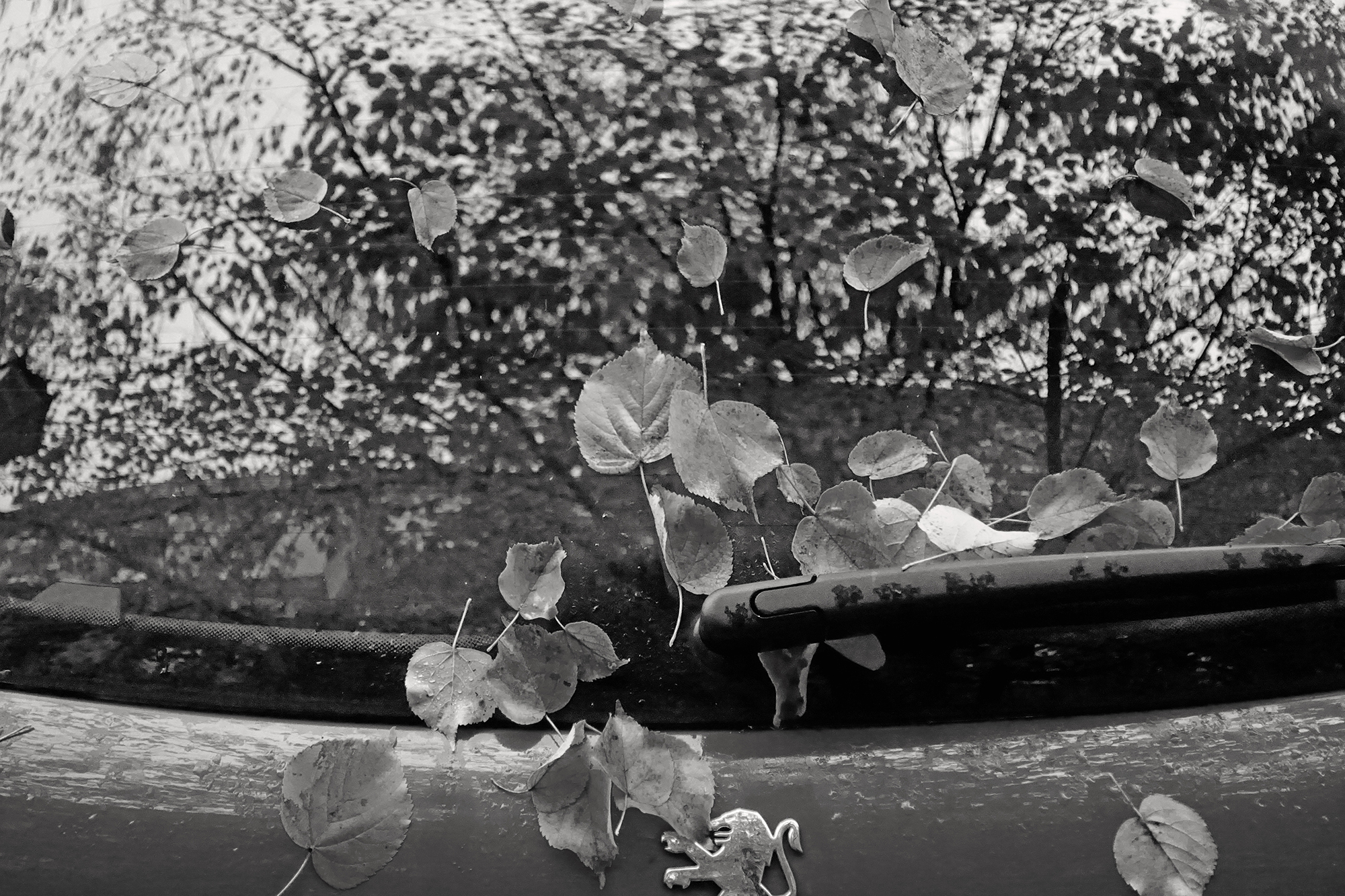 Christoph Radke, Berlin, Blätter auf Auto, 2015